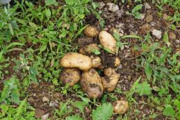 Potato